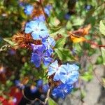 Ceratostigma willmottianum Blüte