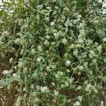 Convolvulus glomeratus Habit