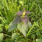 Lamium albumCvet