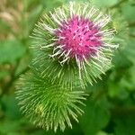 Arctium minus 葉