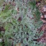 Asplenium daucifolium Leaf