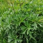 Trollius europaeus Blad