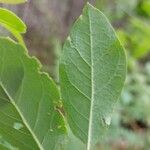 Ilex mucronata Leaf