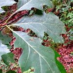 Quercus ellipsoidalis Liść