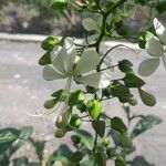 Clerodendrum laevifolium Fleur