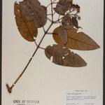 Vismia guianensis Ostatní