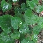 Houttuynia cordata ഇല