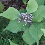 Callicarpa japonica Floare