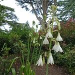 Ornithogalum candicans Flor