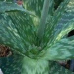 Aloe kilifiensis