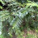 Cephalotaxus fortunei Fruit