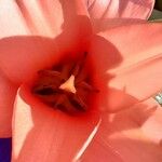 Tulipa kaufmanniana Flor