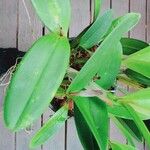 Cattleya intermedia Blad
