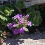 Clinopodium alpinumFlower