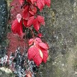 Toxicodendron radicans Folha