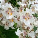 Catalpa bignonioides Blüte