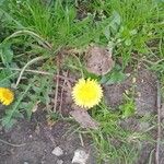 Taraxacum sect. TaraxacumFlower