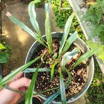 Microsorum steerei অভ্যাস