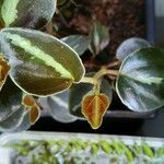 Peperomia verticillata Feuille