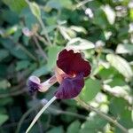 Macroptilium atropurpureum Blüte