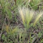 Hordeum jubatum Habit