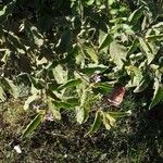 Solanum incanum Leaf