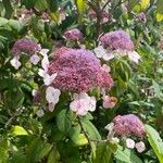 Hydrangea sargentiana Flower