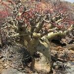 Tylecodon paniculatus Hábito