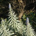 Echium candicans Fiore