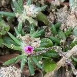 Portulaca pilosa Costuma