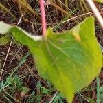 Fagopyrum esculentum Leaf