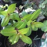 Fuchsia arborescens Hoja