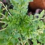 Tanacetum parthenium Yaprak