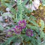 Astragalus hypoglottis Bloem