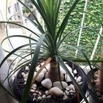 Cordyline indivisa বাকল