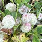 Trifolium tomentosum Цветок