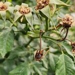 Rosa moschata Fruit