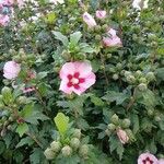 Hibiscus syriacus Habit