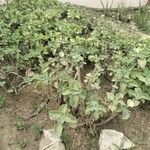 Coleus barbatus Leht