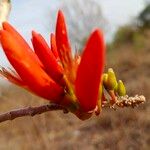 Erythrina senegalensis Fleur