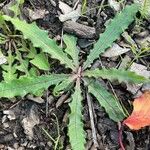 Crepis mollis Blad