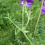 Vicia incana 葉