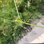 Carex hirta Flor