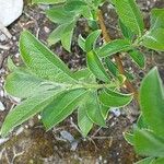 Salix laggeri Feuille