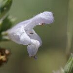 Salvia officinalis Květ