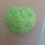 Maclura pomifera Fruit