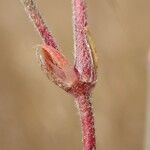 Polycarpaea linearifolia Φύλλο