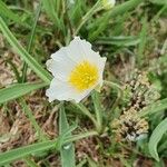 Ranunculus kuepferi Flower