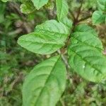 Zanthoxylum americanum Ліст