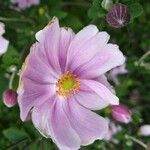 Anemone hupehensis Blüte